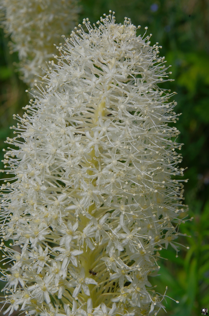 Xerophyllum tenax_3.JPG - Xerophyllum tenax